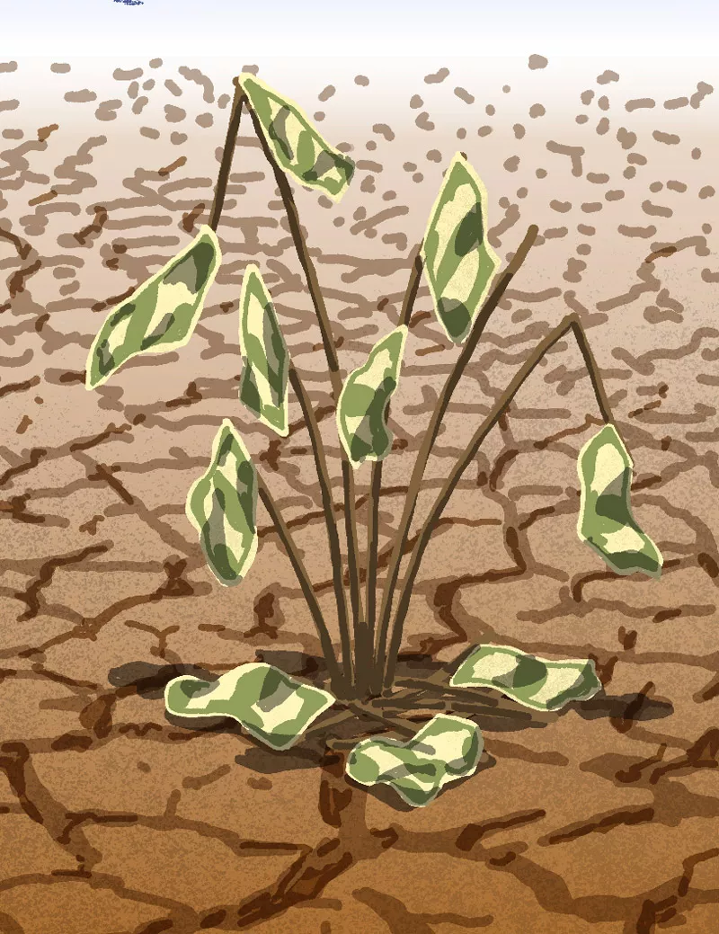 Sequia-de-dolares_03