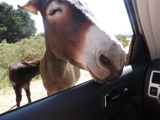 confianzudo-el-burro