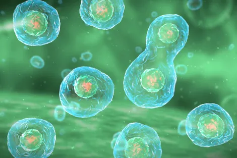 983422-mitosis_0