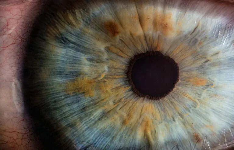 Iris-v2osk-Unsplash-768x491