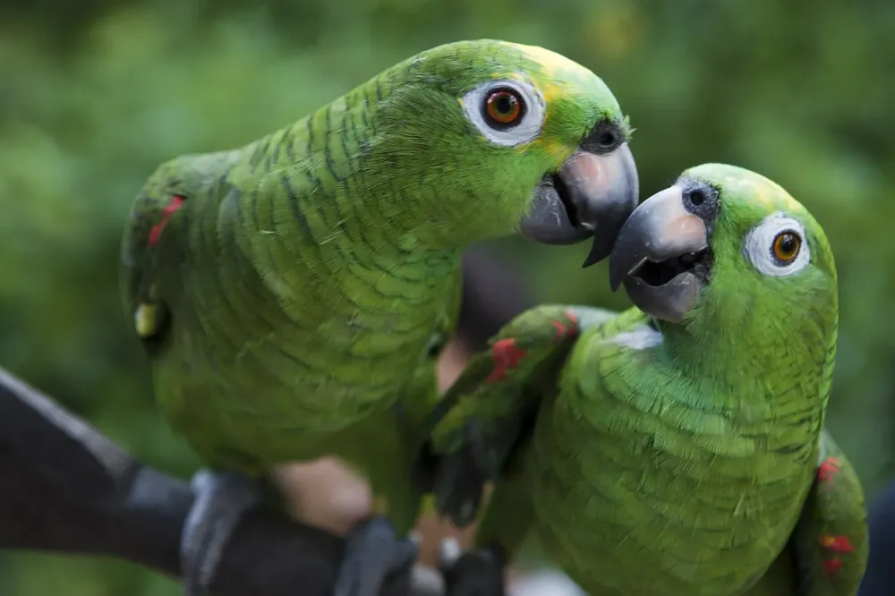 loros-psitacosis-1jpg