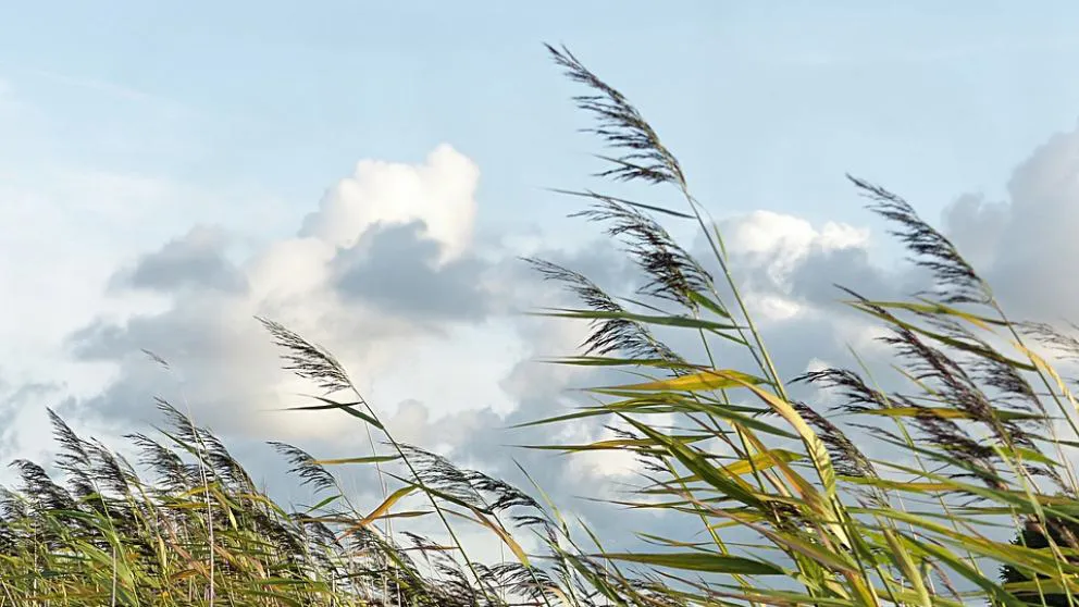 7-curiosidades-cientificas-sobre-el-viento