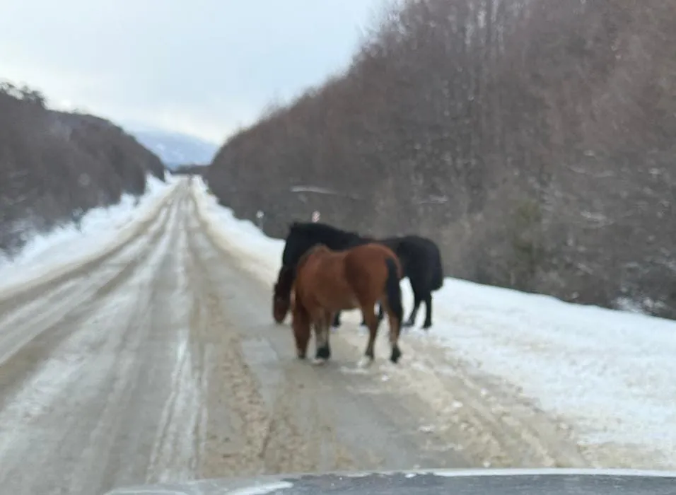 CABALLOS-EN-LA-RUTA