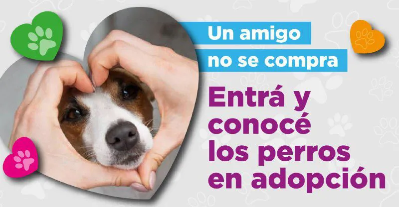 PERRO
