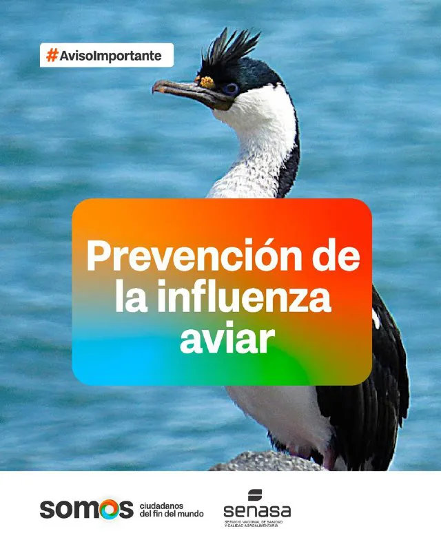AVES