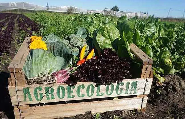 La-agroecologia-una-reivindicacion-esencial-de-un-amplio-sector-de-agricultores-europeos-Foto-La-Via-Campesina-Europa