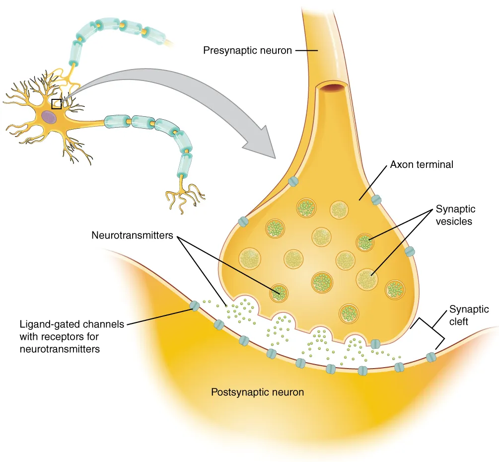 Neuron-synapsis