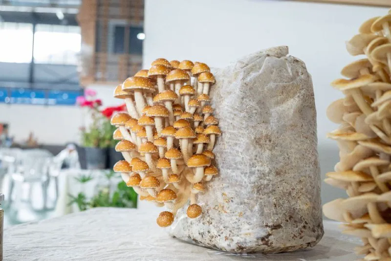 d862c601-1a0b-4049-b138-315966e5f881