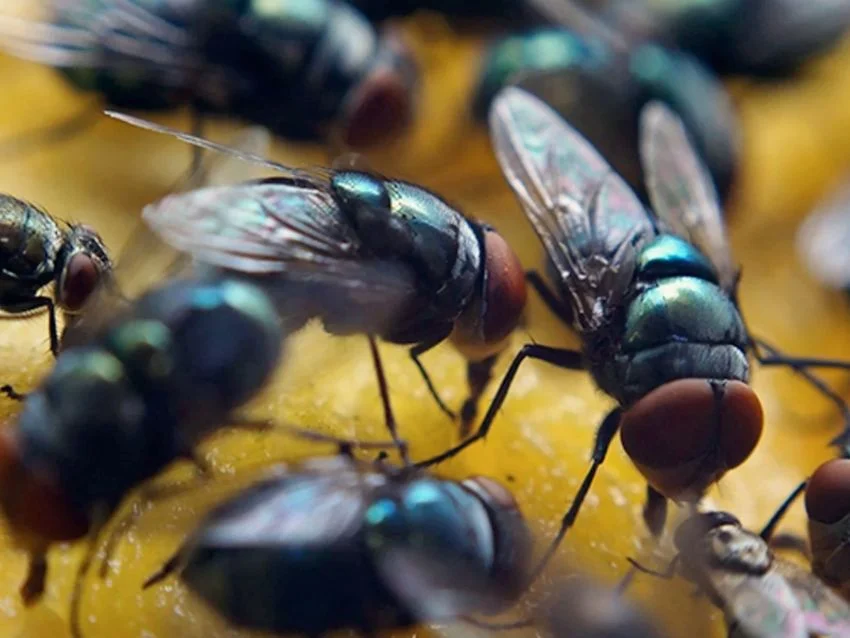 f850x638-277166_354655_5050