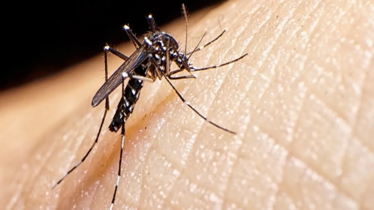 en-la-argentina-la-re-emergencia-del-dengue-se-produjo-el-ano-1997