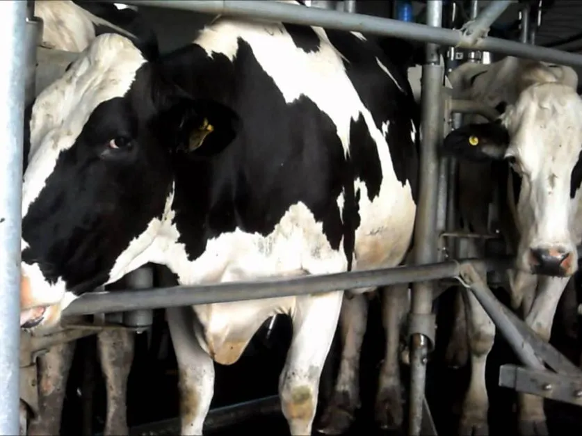 5ad0f7704cbe5_837_627!