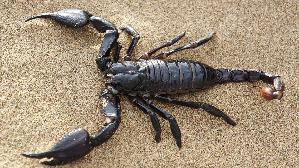 scorpion-651142_1920b