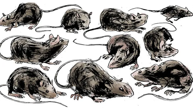Ratas-Malaga-Malditos-roedores_1307279700_92263894_667x375