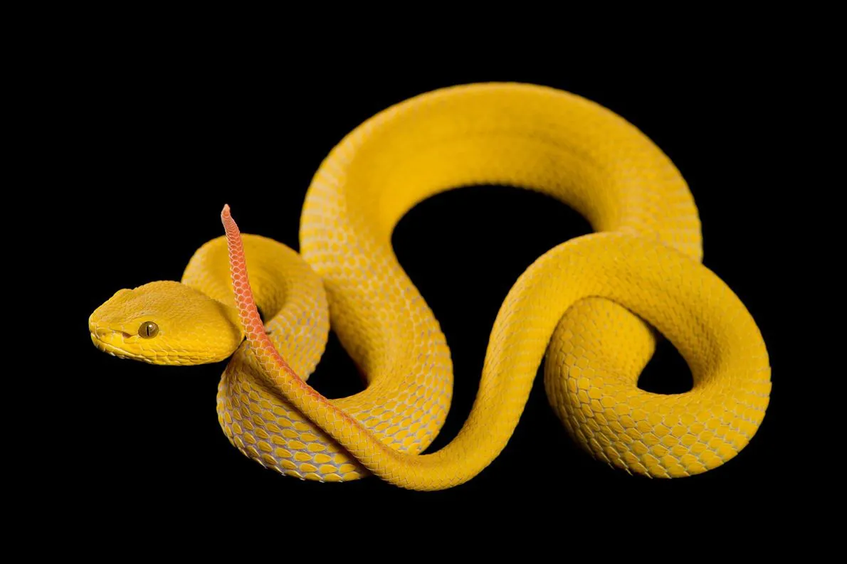 snakes18