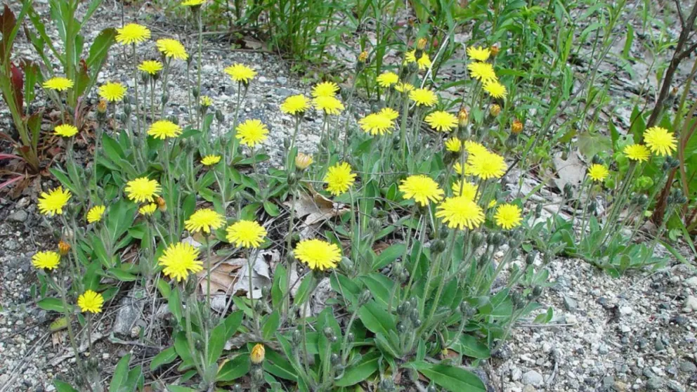 md - 2025-04-28T185307.695