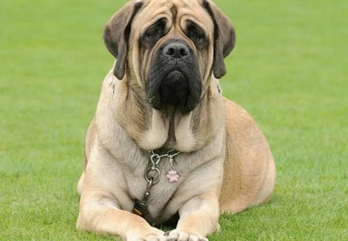 perro-mastin-ingles-1-696x483-1.jpg