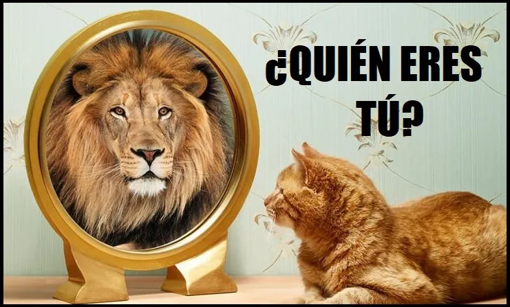 Gato-leon