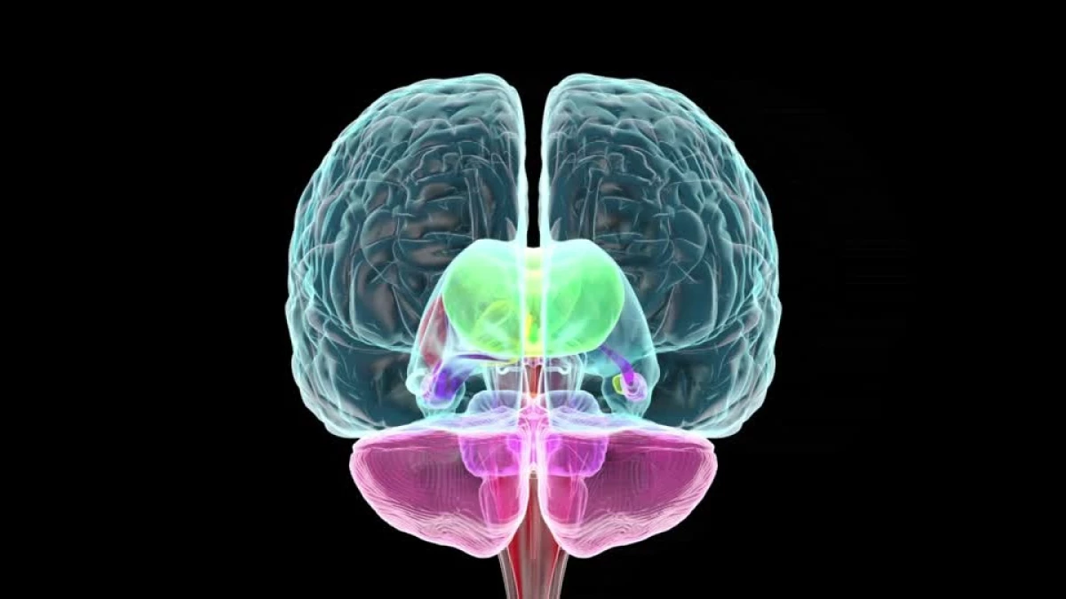 sistema-limbico-cerebro-wide_webp