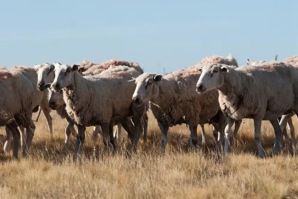 multimedia.normal.beb8ddeb5402476c.T3Zpbm9zIGxpbmRvcyBkZSBDaHVidXRfbm9ybWFsLndlYnA=