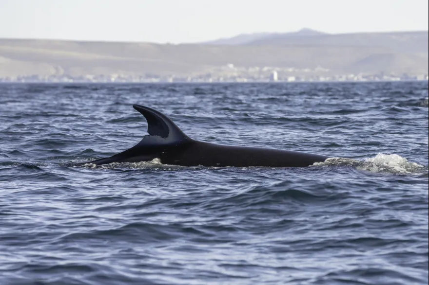 multimedia.normal.99f4c225d4e7b7f9.bm9ybWFsLndlYnA=