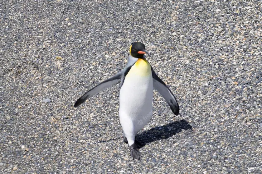 pinguino-rey