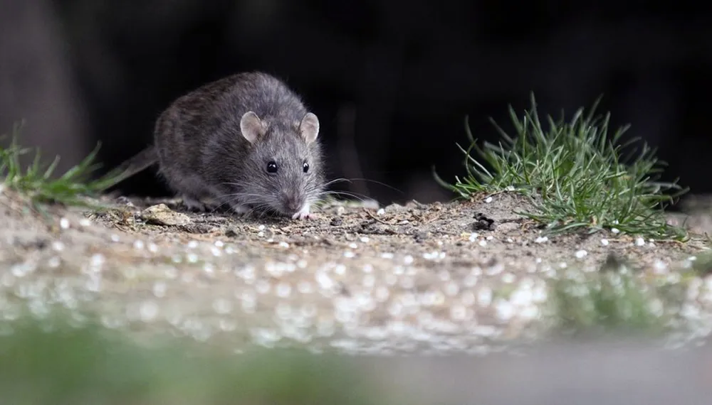 Que-el-hantavirus-no-enferme-sus-vacaciones-_-NOTA