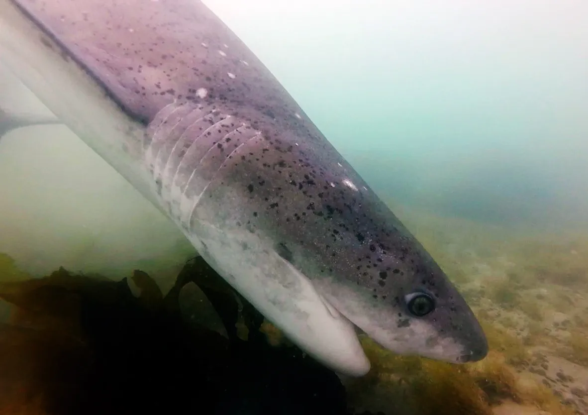 2- monitoreo de tiburones foto por Proyecto Arrecife