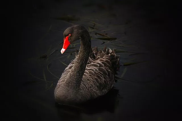 Cisne-negro